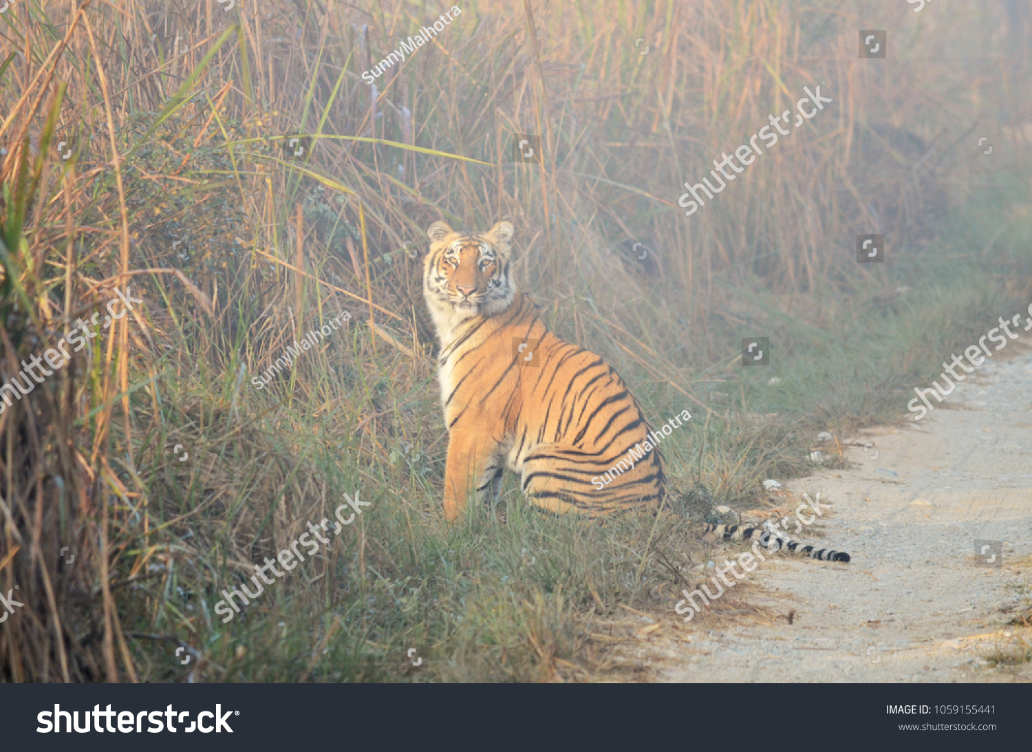 Bengal Tiger Sitting Stock Photo Shutterstock