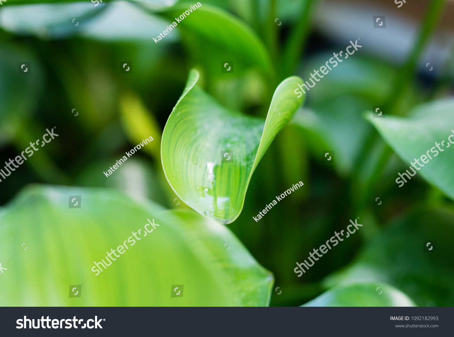 Berlin Botanic Garden Germany Water Hyacinth Stock Photo 1092182993