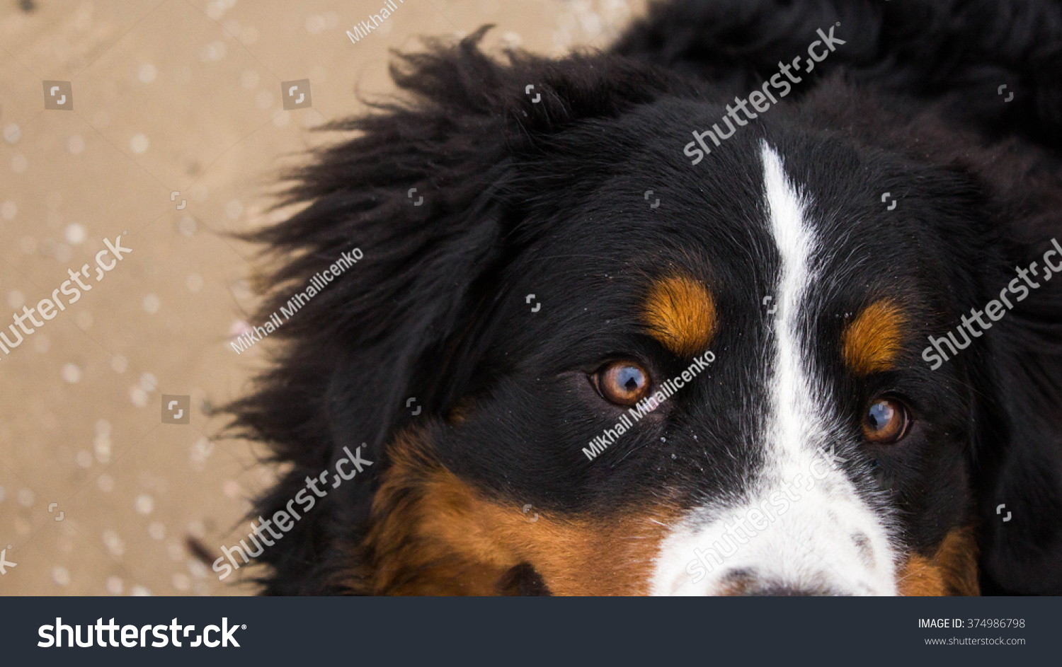 Bernese Mountain Dog Eyes Beautiful Magical Stock Photo ...