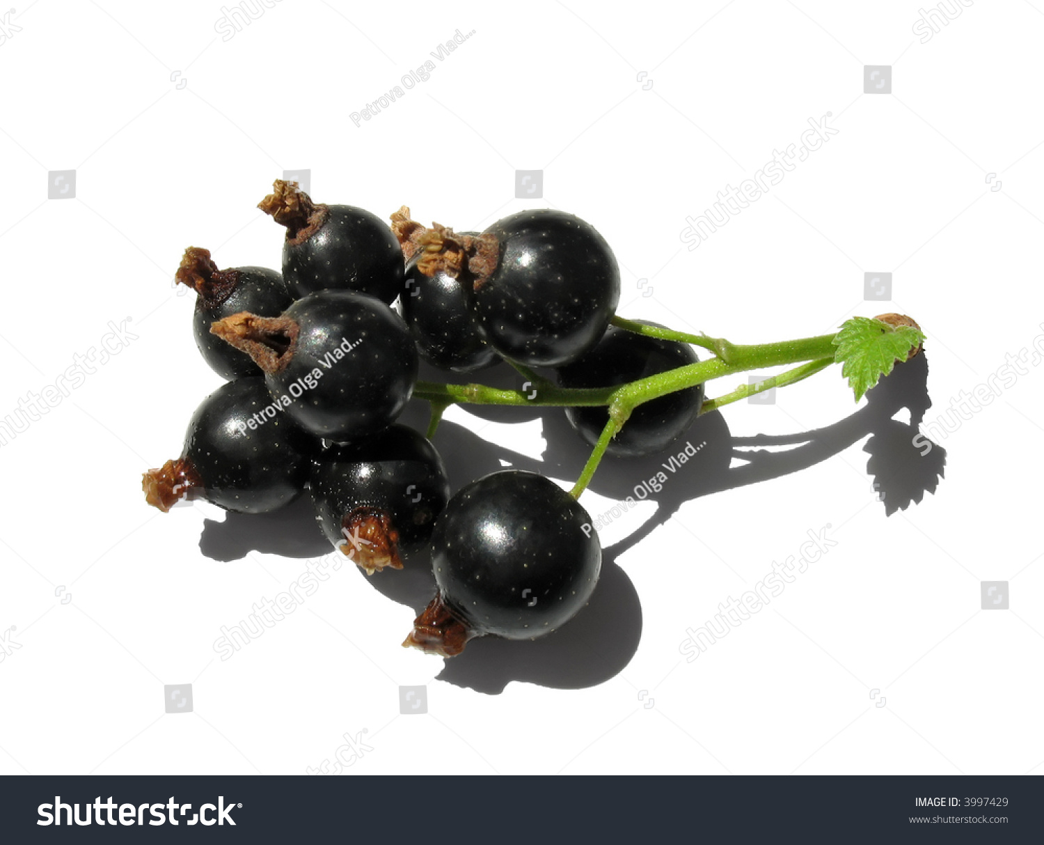 Berry Black Currant On White Background Stock Photo 3997429 - Shutterstock