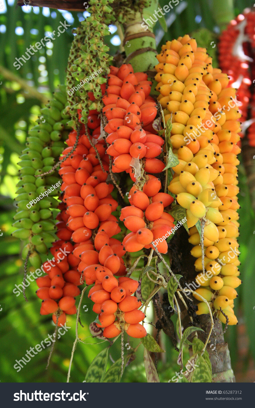 Betel Nut Stock Photo 65287312 : Shutterstock