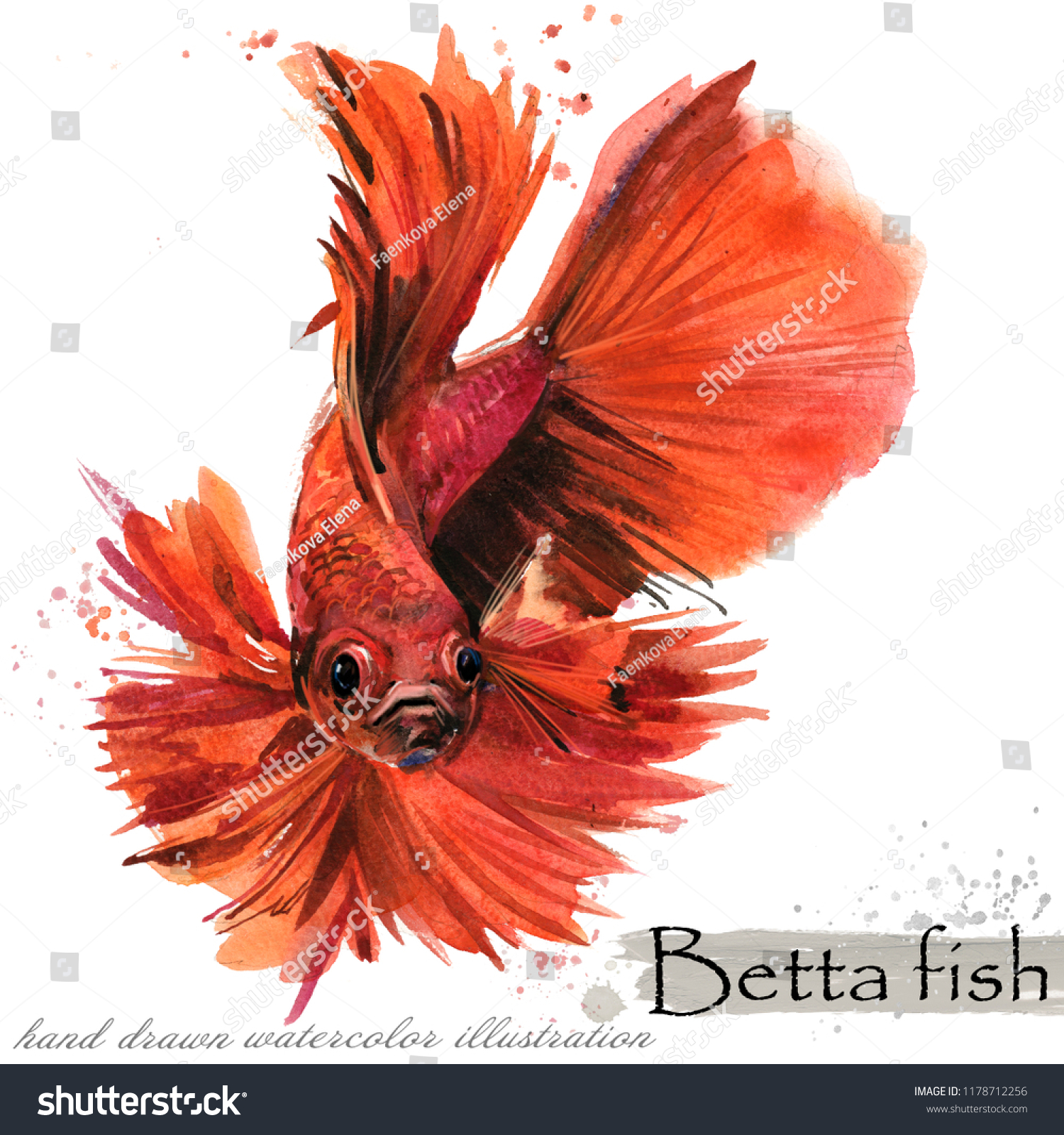 870 Watercolor Betta Fish Images Stock Photos Vectors Shutterstock