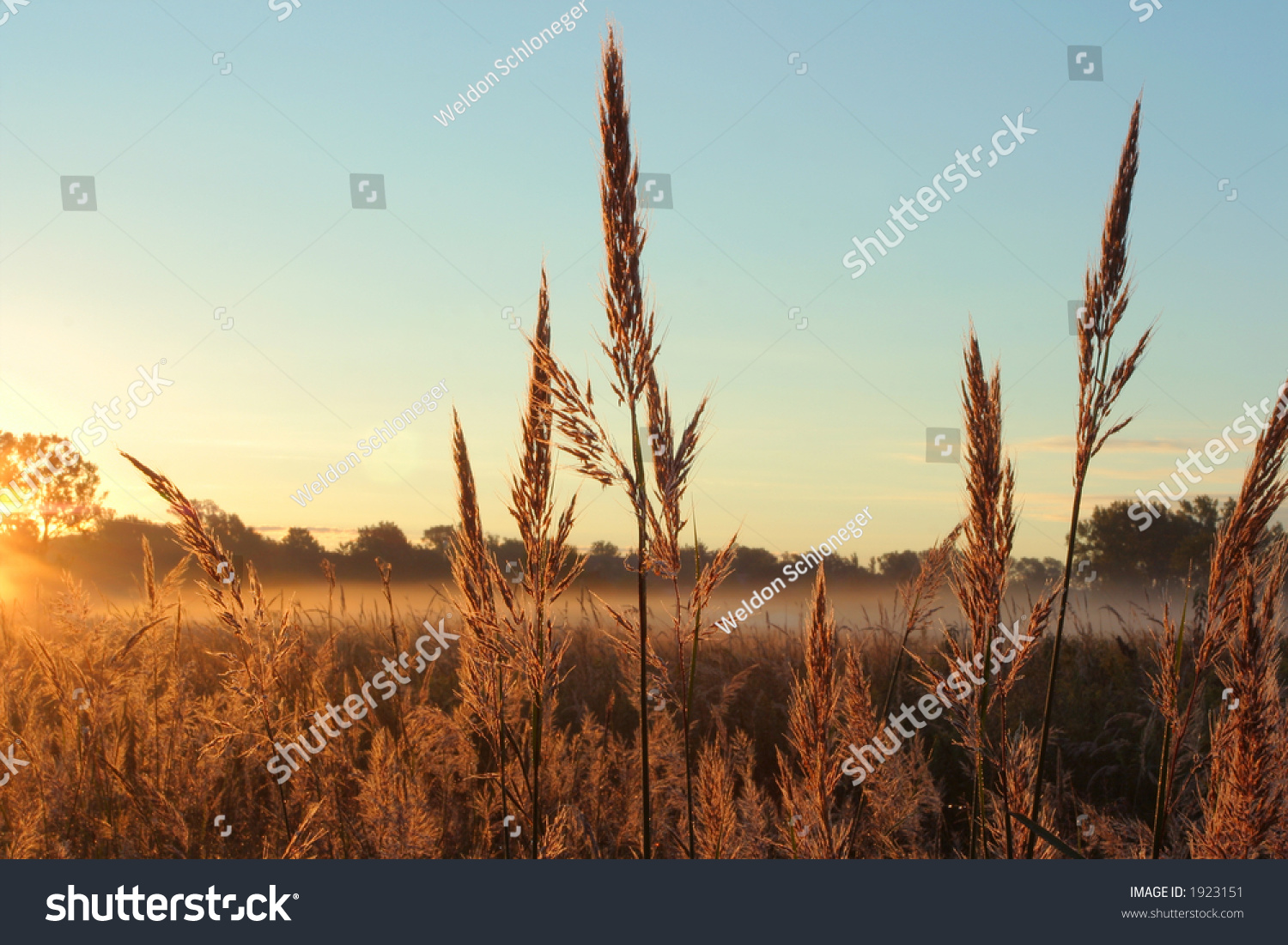 Nebraska Bluestem: Where The Prairie Sings