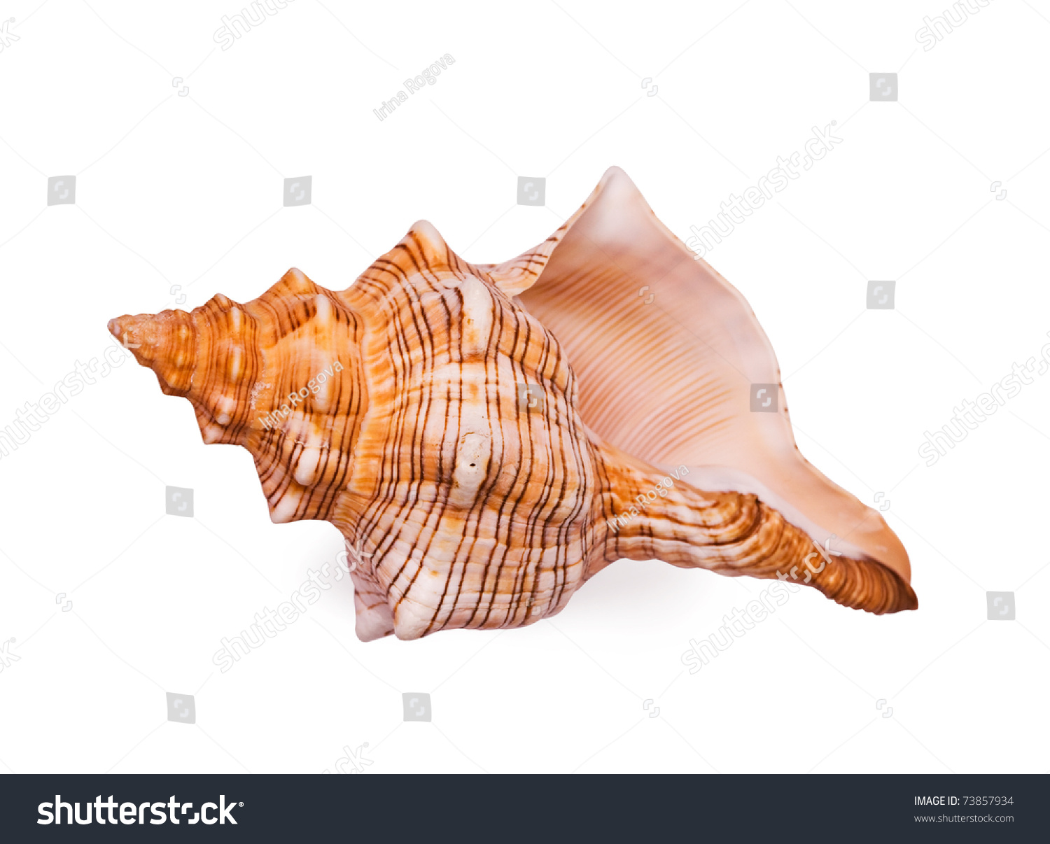 stock-photo-big-bright-seashell-on-the-white-background-73857934.jpg