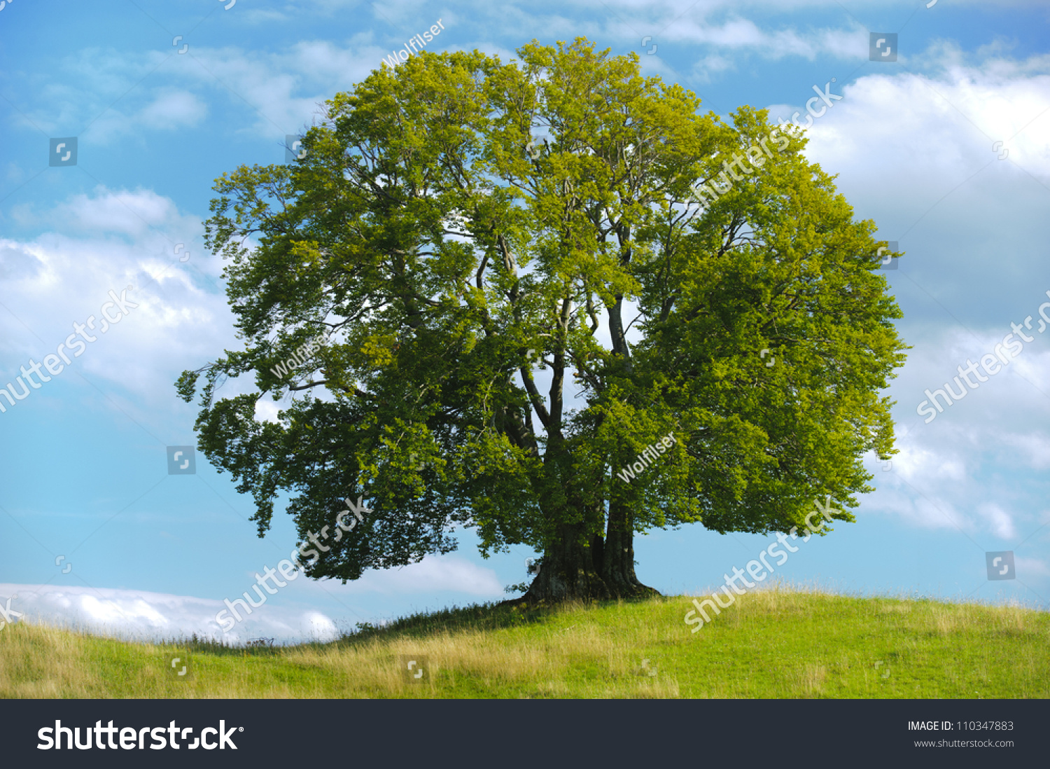 Big Single Beech Tree Stock Photo 110347883 : Shutterstock