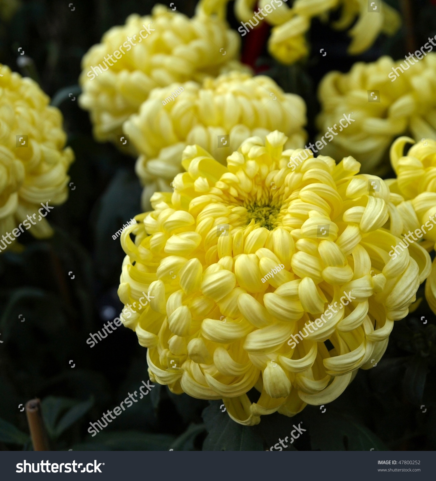 chrysanthemum chinese new year