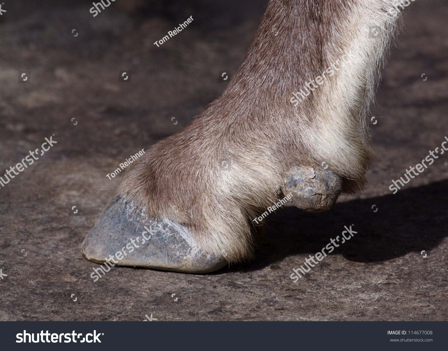 Bighorn Sheep, Close Up Detail Of Hoof / Foot; Rocky Mountain Wild