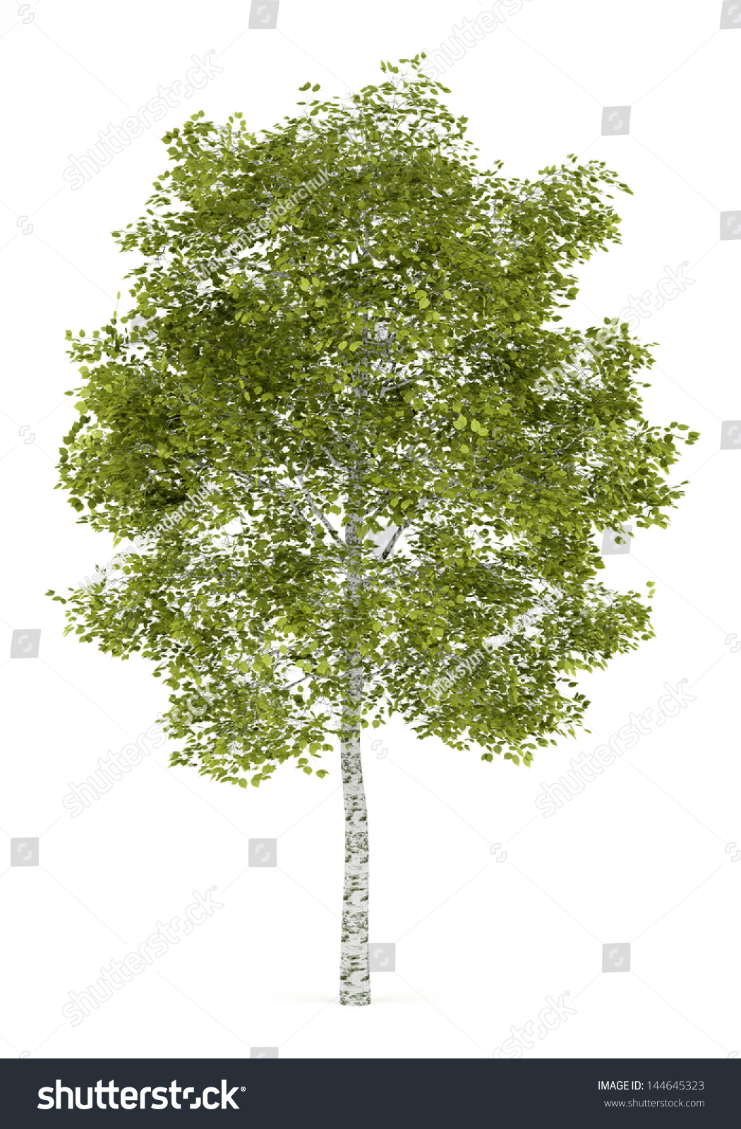 Birch Tree Isolated On White Background Stock Illustration 144645323