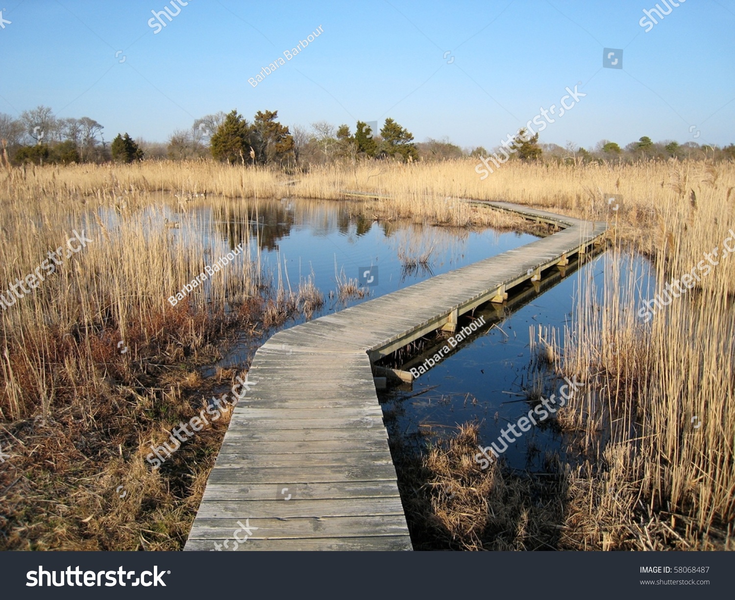bird sanctuary cape may nj stock photo 58068487 shutterstock bird sanctuary cape may nj stock photo 58068487 shutterstock
