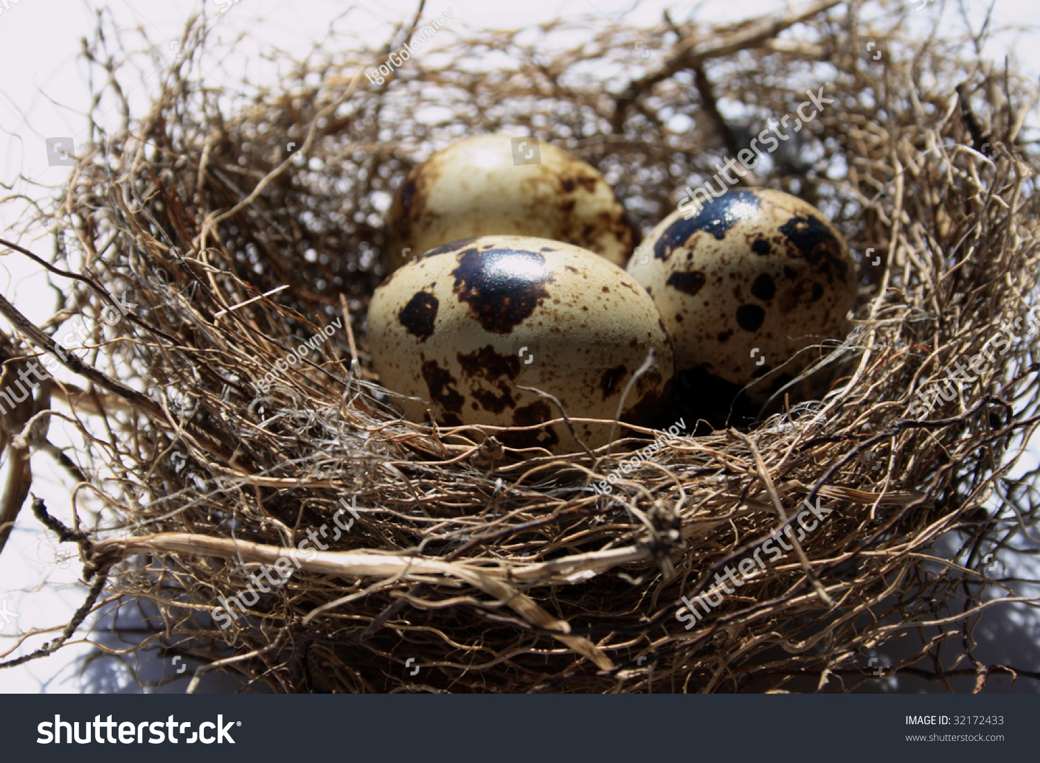 Birds Nest With Eggs Stock Photo Shutterstock