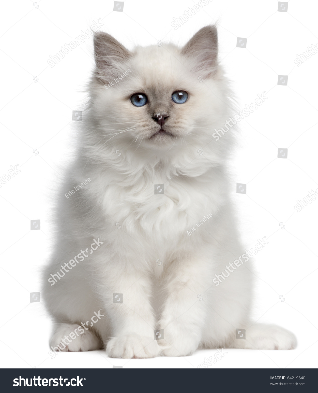 Birman Kitten, 10 Weeks Old, Sitting In Front Of White ...