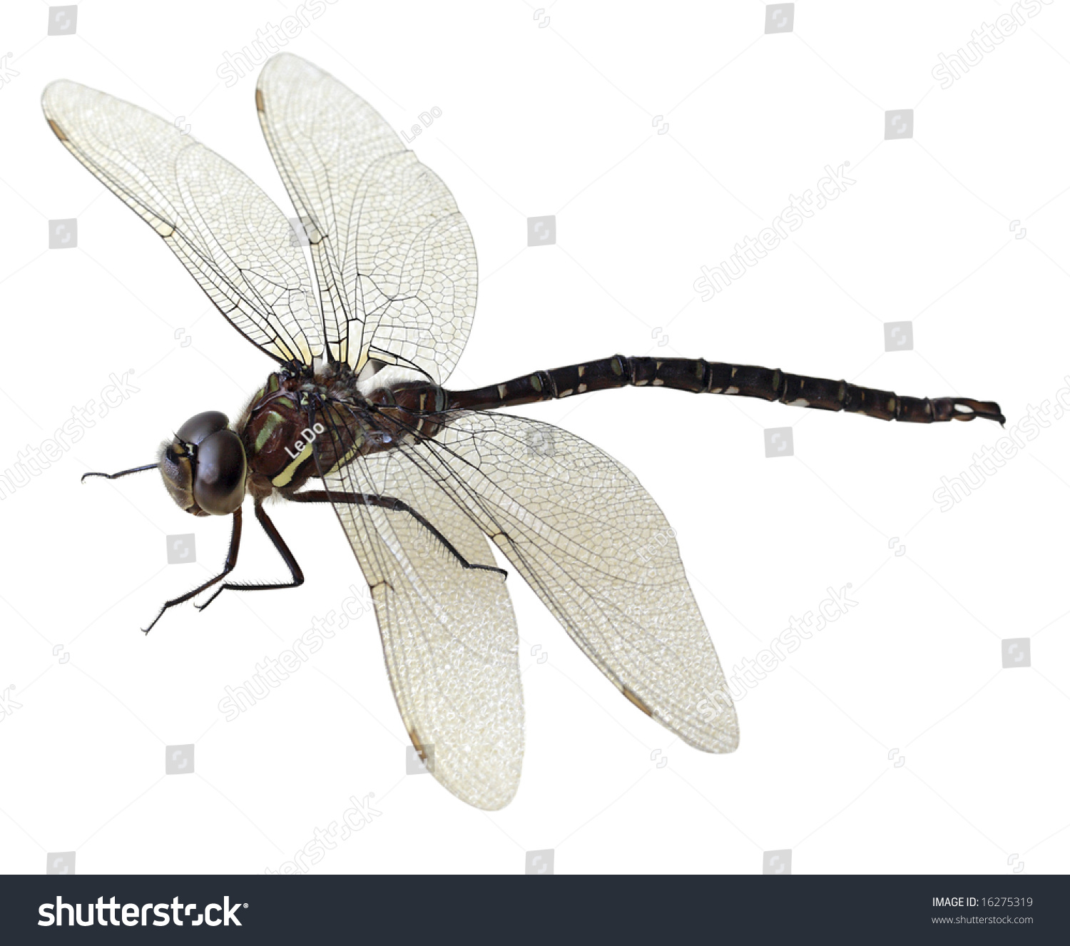 Black Green Dragonfly Isolated On White Stock Photo 16275319 - Shutterstock
