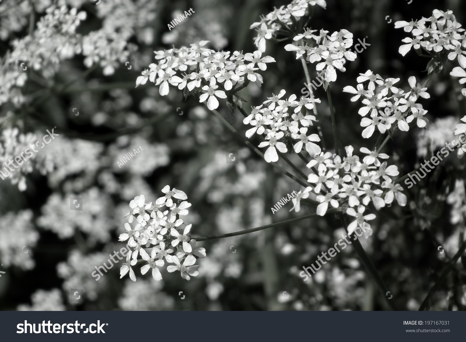 Black White Wildflowers Dark Vintage Floral Stock Photo 197167031 - Shutterstock