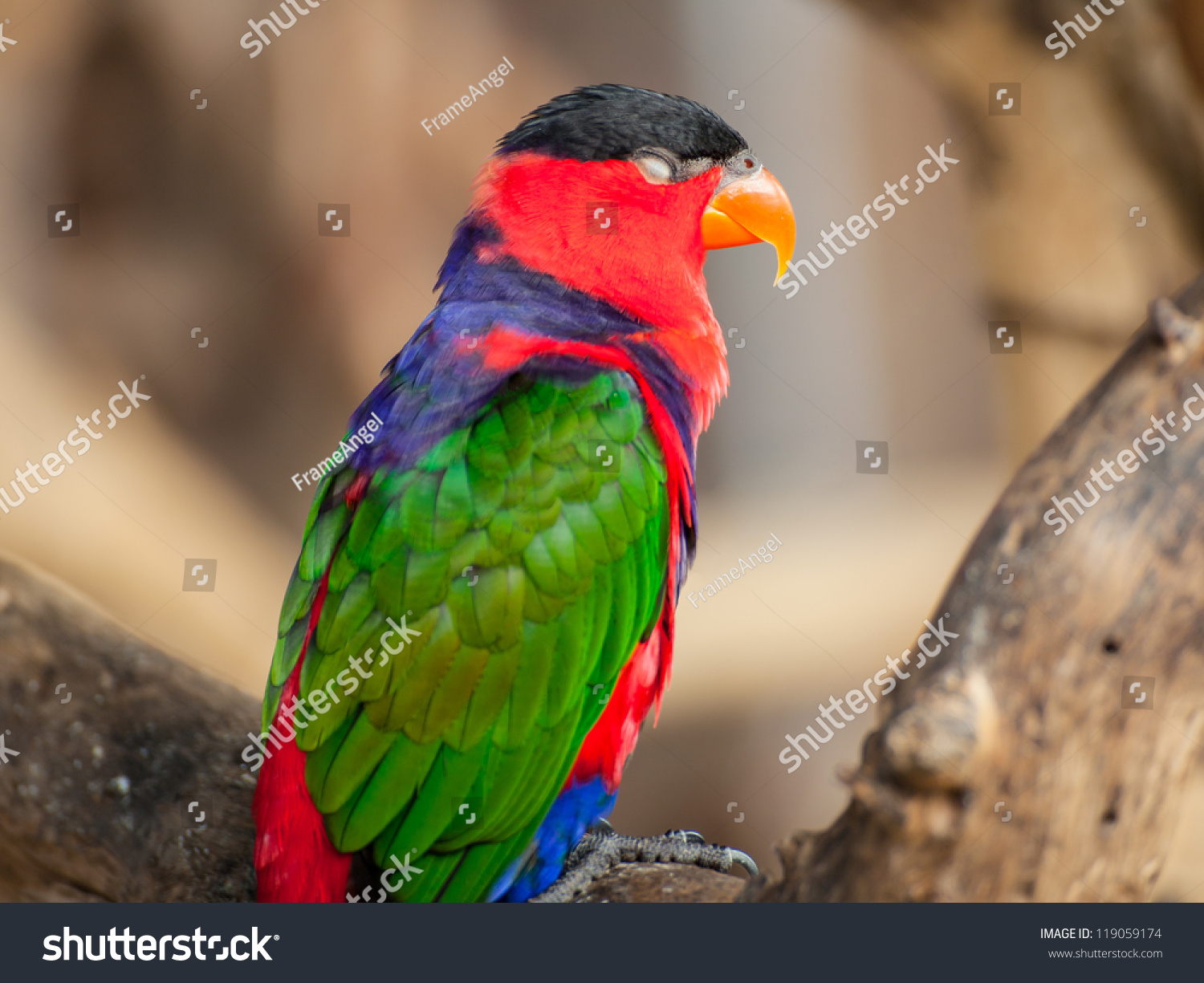 Black Capped Lory Scientific Name Lorius Lory Parrot Bird Stock