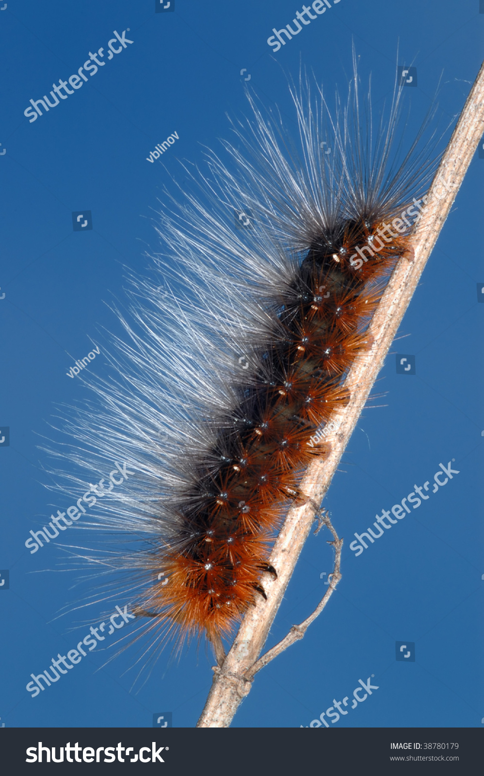 Black Caterpillar With Long Hairs Of Orange And White Color Stock Photo