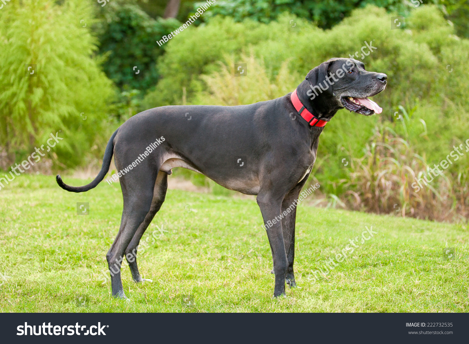 Black Great Dane Standing Side Stock Photo 222732535 - Shutterstock