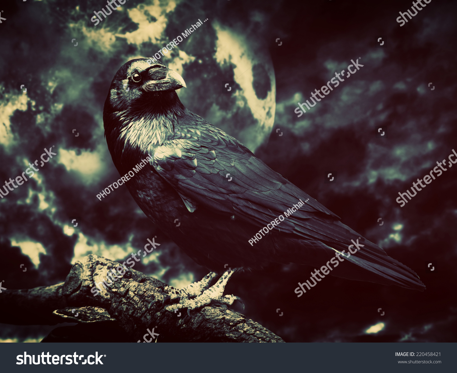 Black Raven Moonlight Perched On Tree Stock Photo Shutterstock