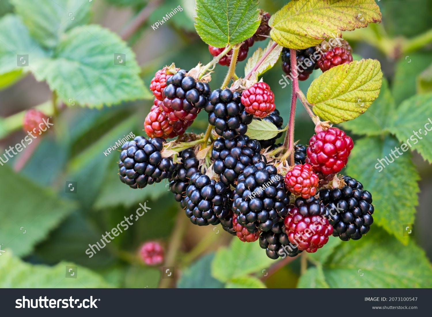 131 Rubus Process Images Stock Photos Vectors Shutterstock