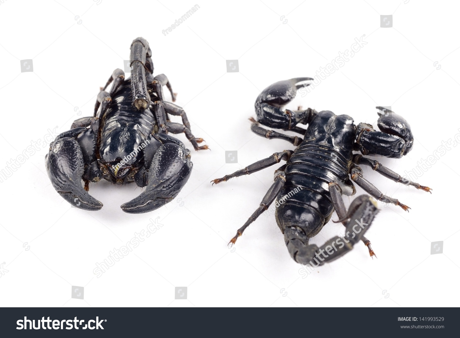 Black scorpion on white backgroun Black scorpion on white backgroun