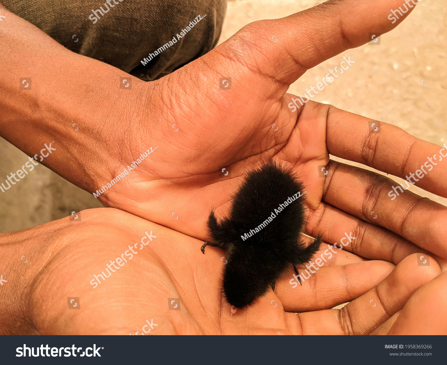 Motherless Chicks Images Stock Photos Vectors Shutterstock