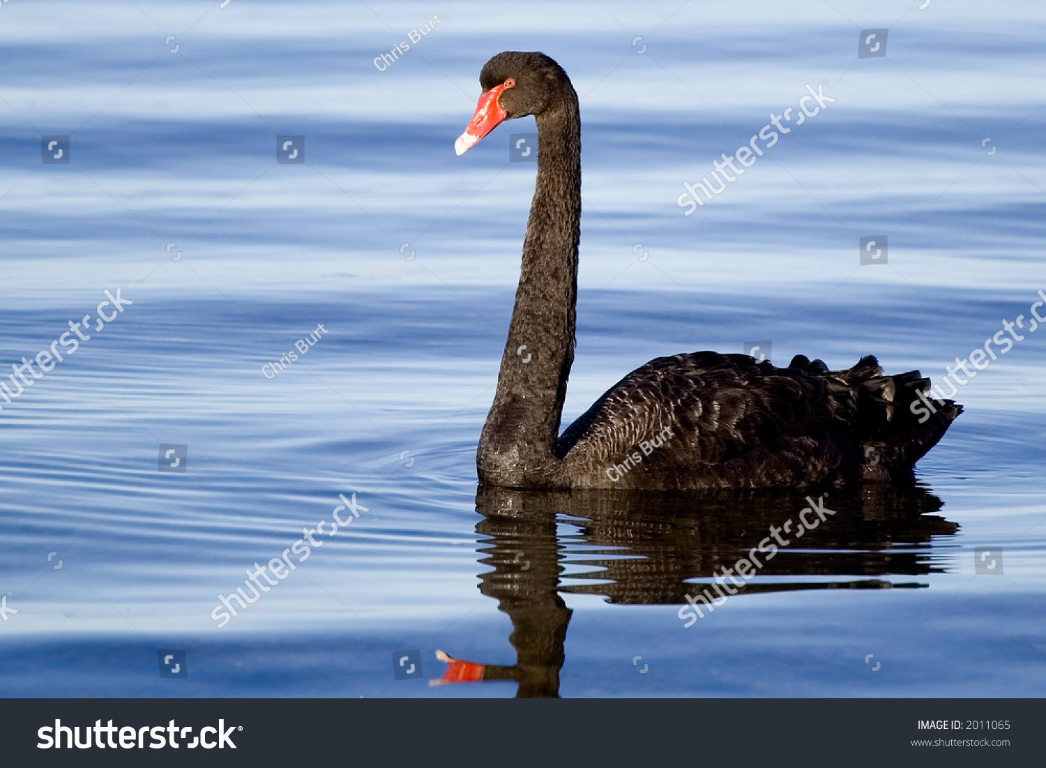 Black Swans Stock Photos Images Pictures Shutterstock | black swan stock photo 2011065 shutterstock Black Swans Stock Photos Images Pictures Shutterstock | black swan stock photo 2011065 shutterstock