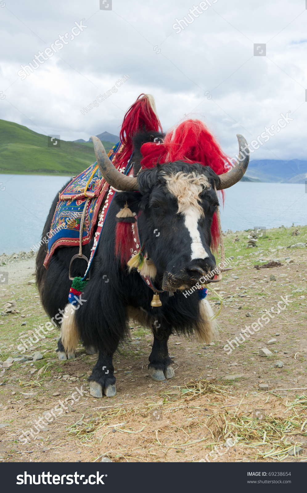 Black Yak Stock Photo 69238654 - Shutterstock