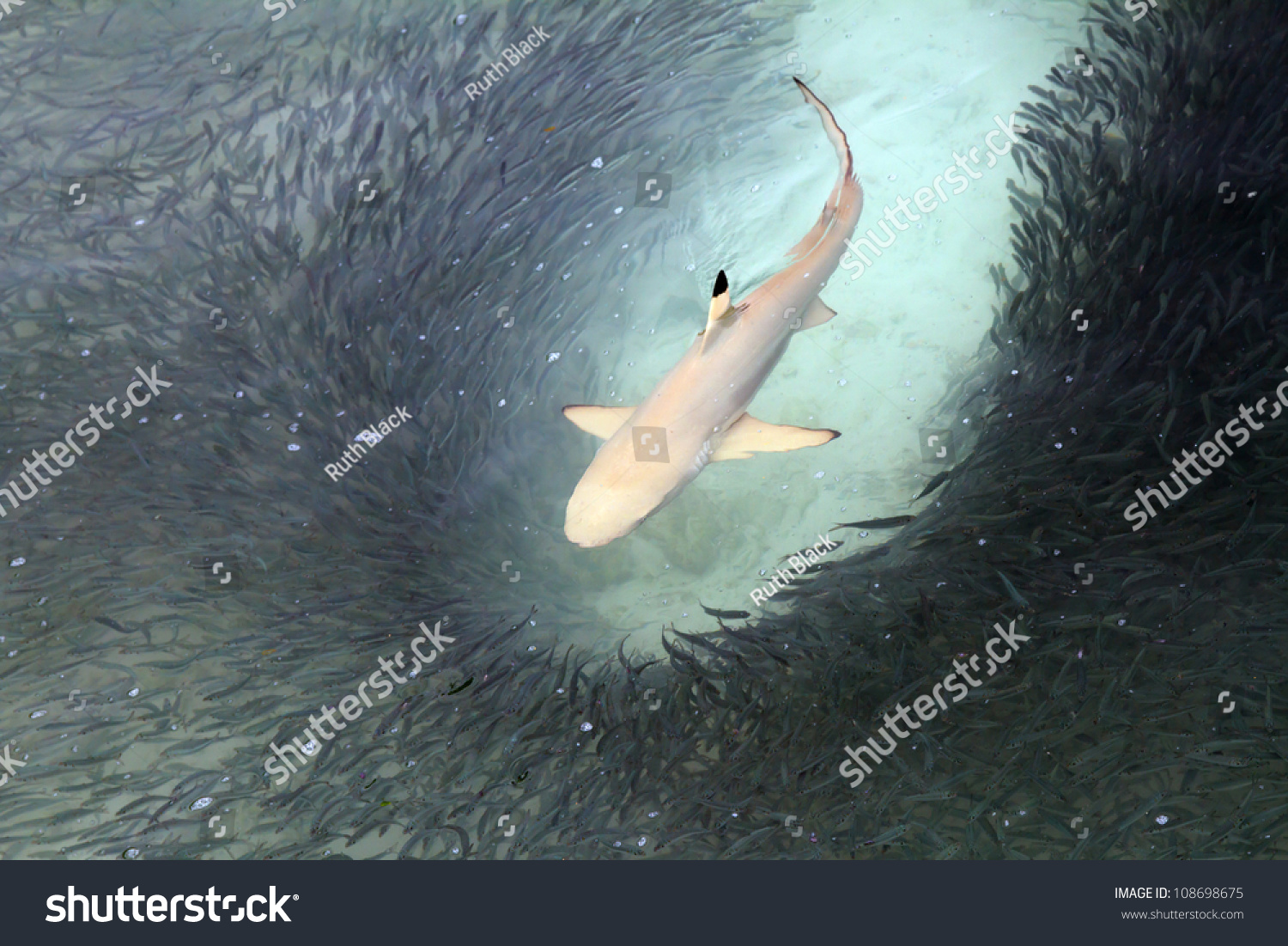 Blacktip Reef Shark Feeding Shallow Waters Stock Photo ...