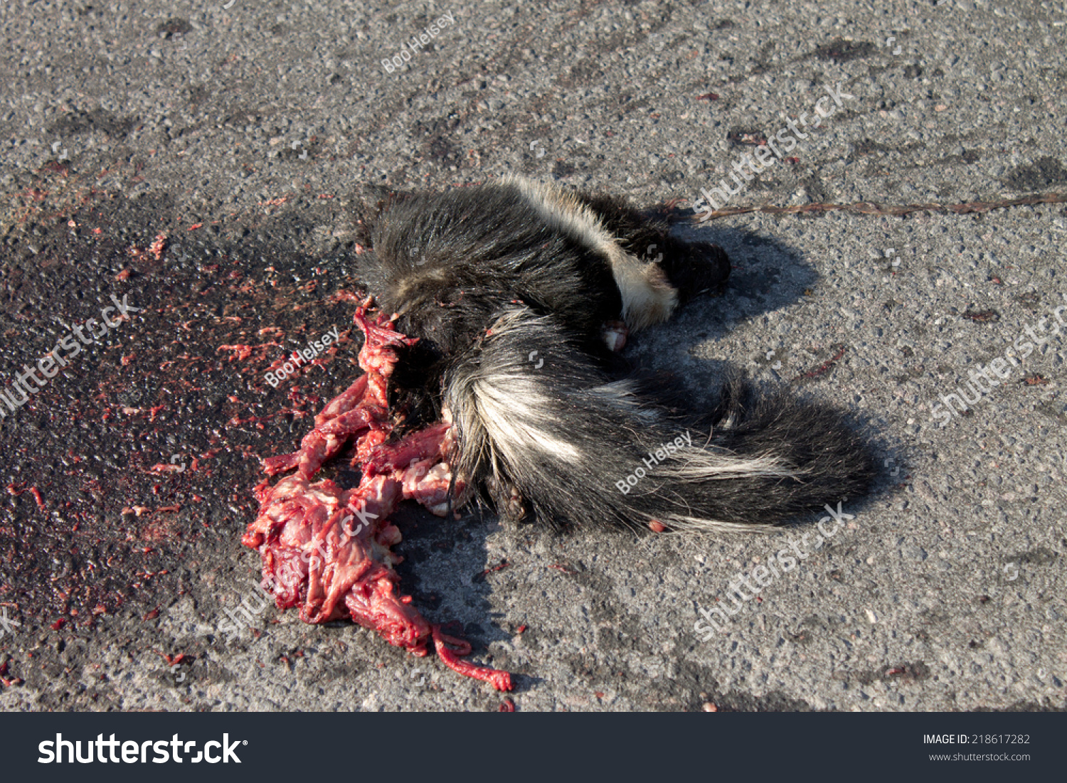 Bloody Skunk Roadkill Road Kill Stock Photo 218617282 Shutterstock
