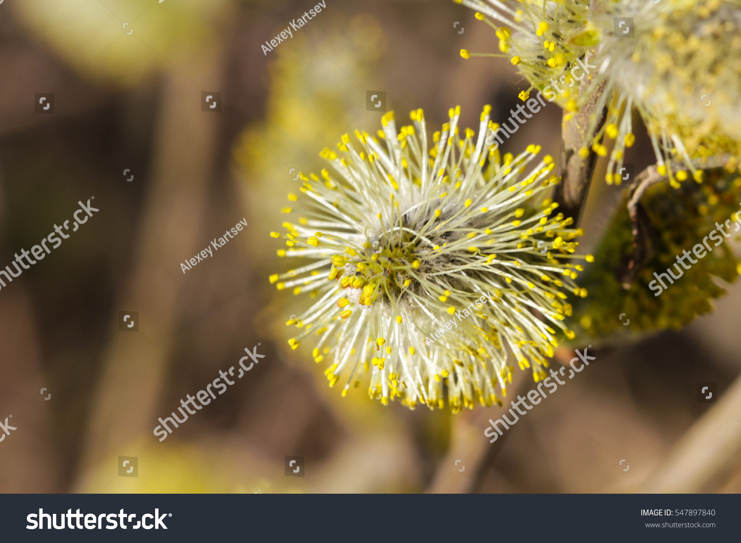 Blooming Buds Pussy Willow Stock Photo Shutterstock