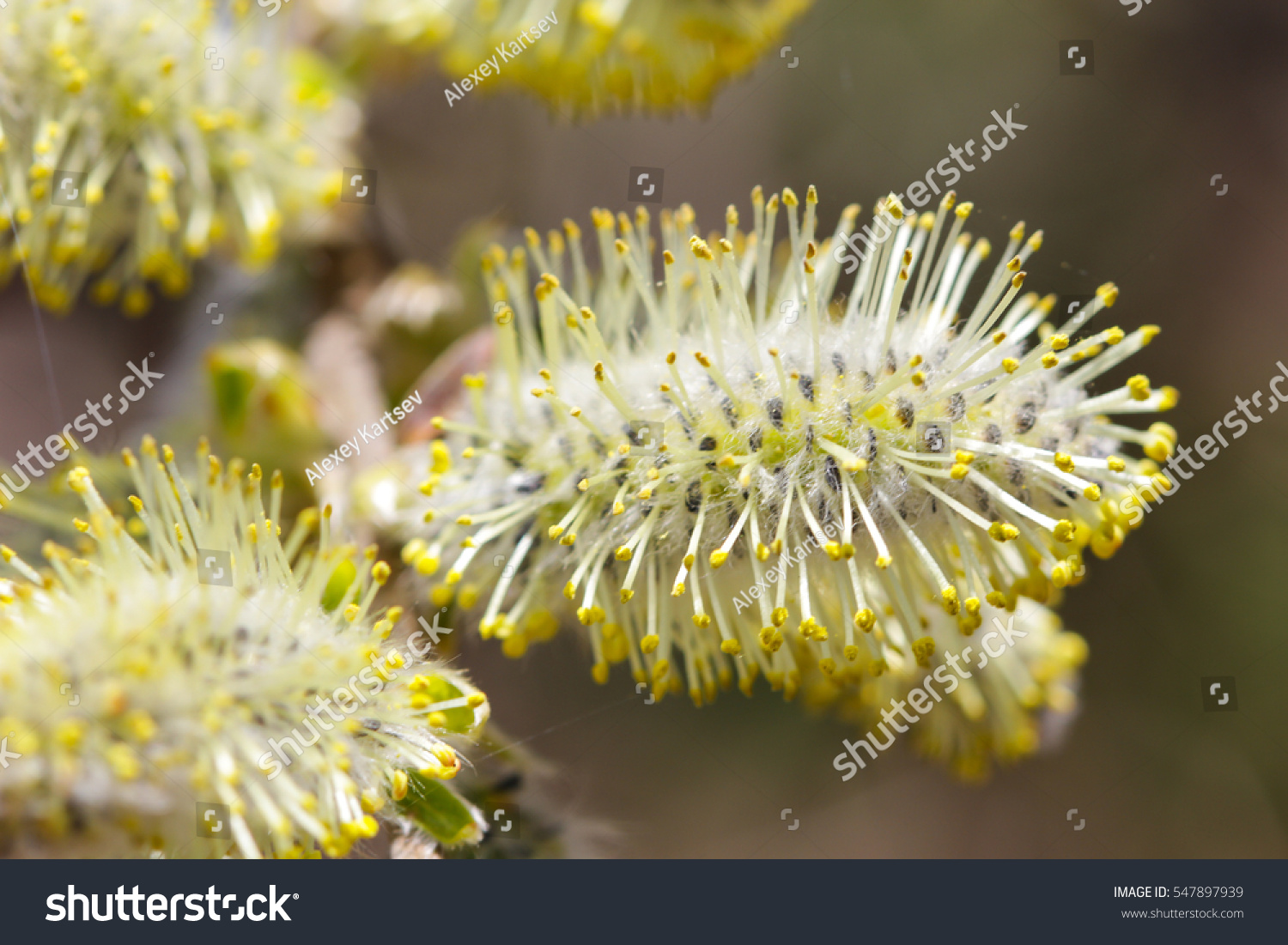 Blooming Buds Pussy Willow Stock Photo Shutterstock