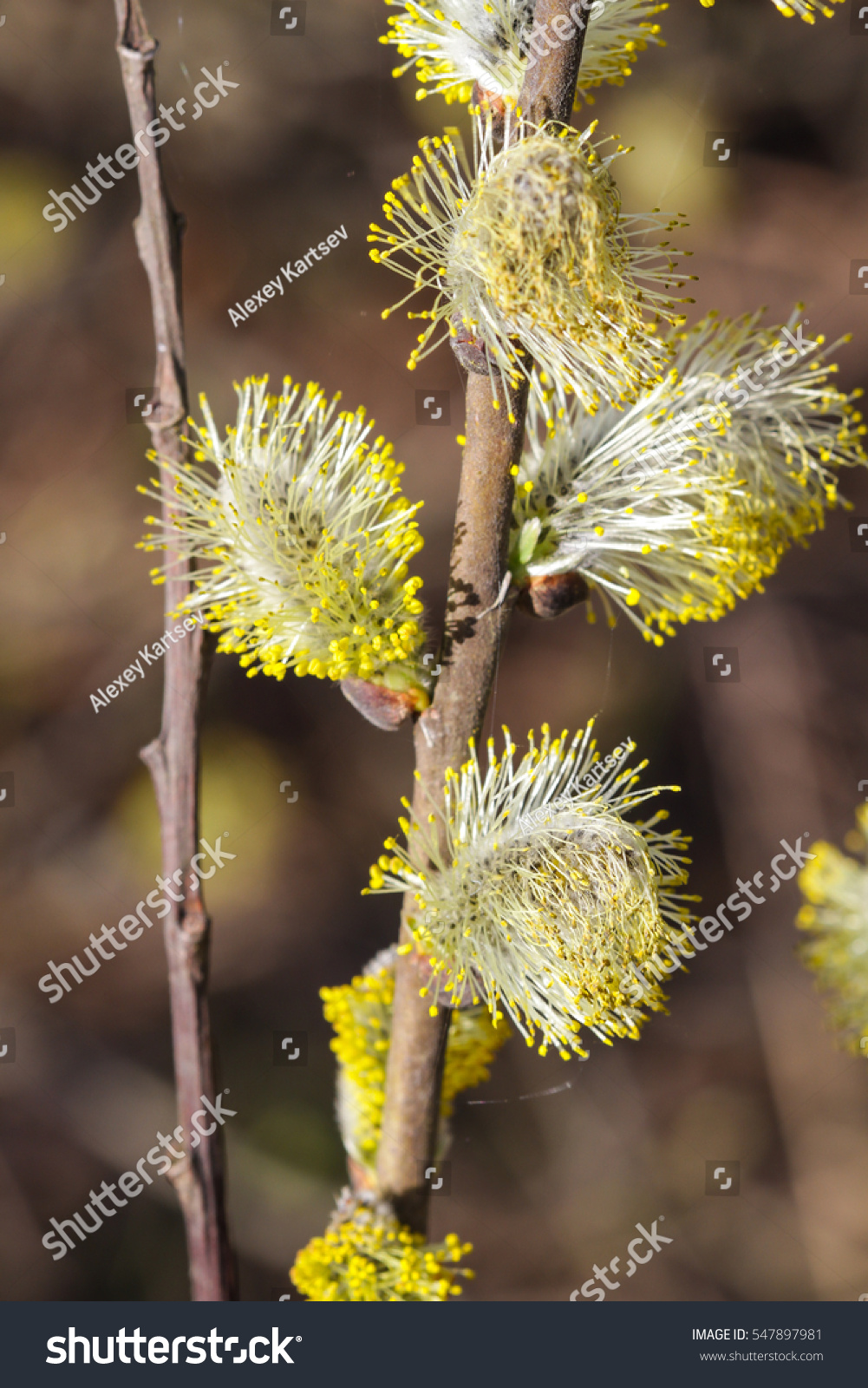 Blooming Buds Pussy Willow Stock Photo 547897981 Shutterstock