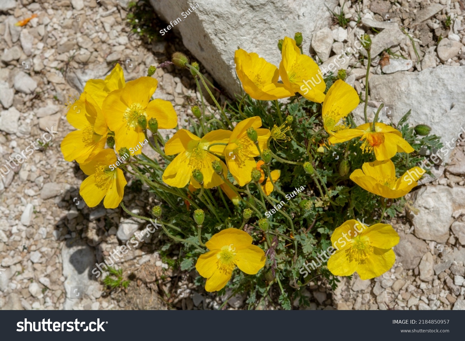 Afbeeldingen Voor Papaver Alpinum Afbeeldingen Stockfotos En