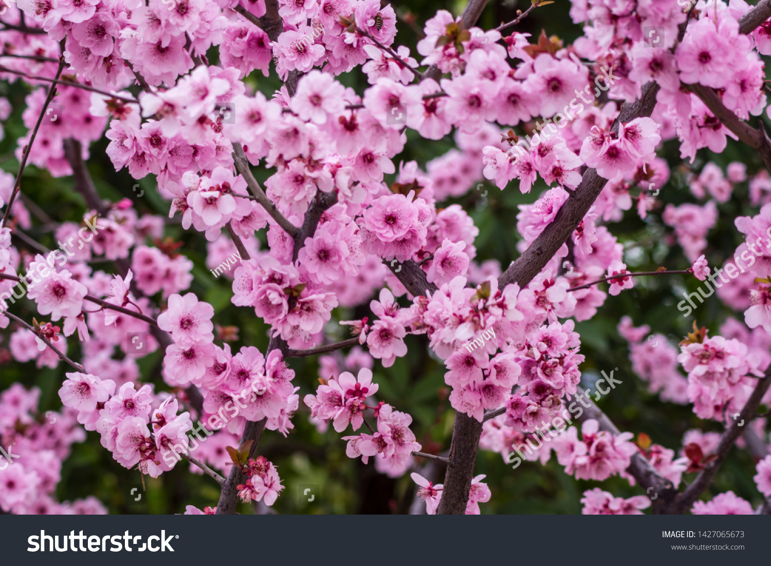 Im Genes De Prunus Blireana Im Genes Fotos Y Vectores De Stock