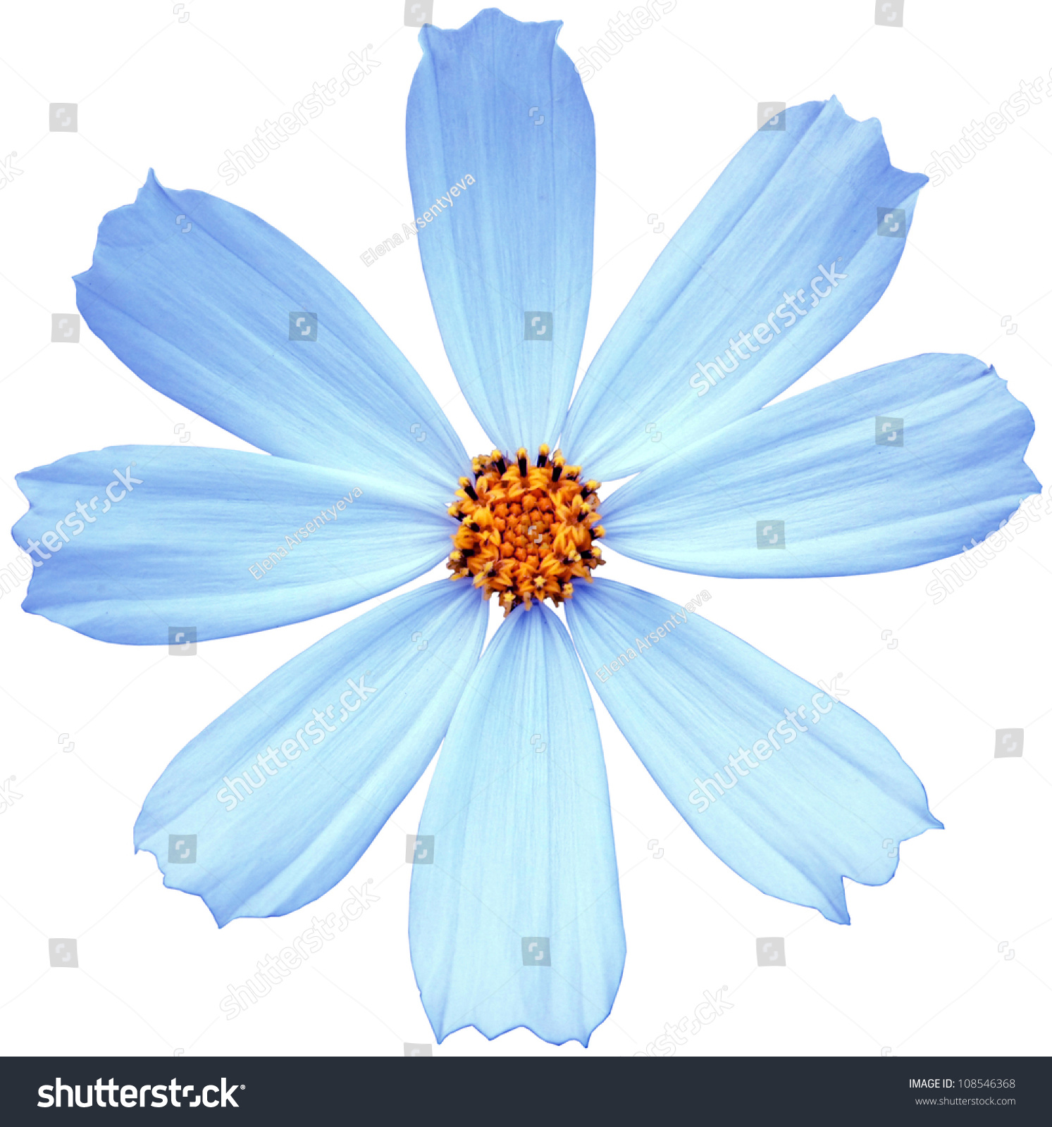 Blue Flower Isolated On White Background Stock Photo 108546368 - Shutterstock