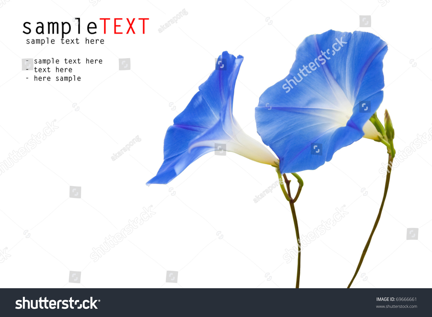 Blue Flower Isolated On White Background Stock Photo 69666661