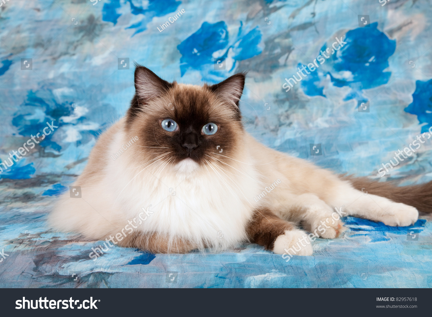 burmese ragdoll