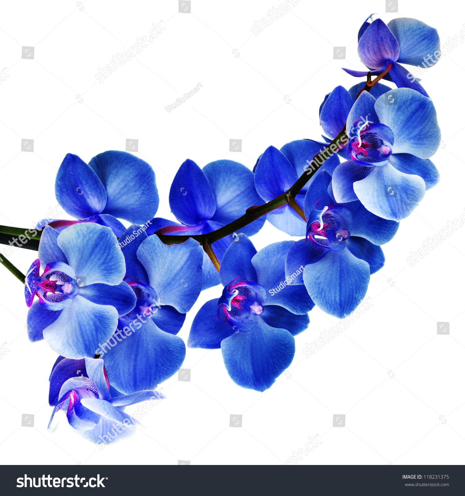 Blue Orchid Background