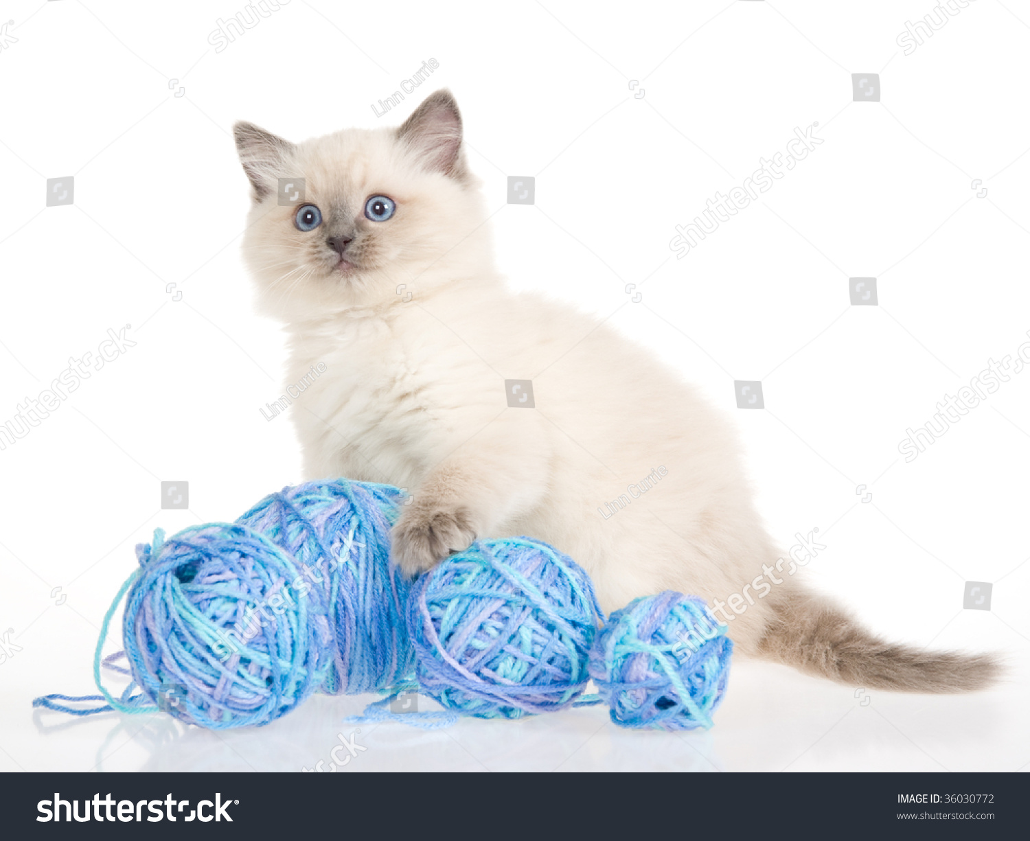 yarn balls for cats