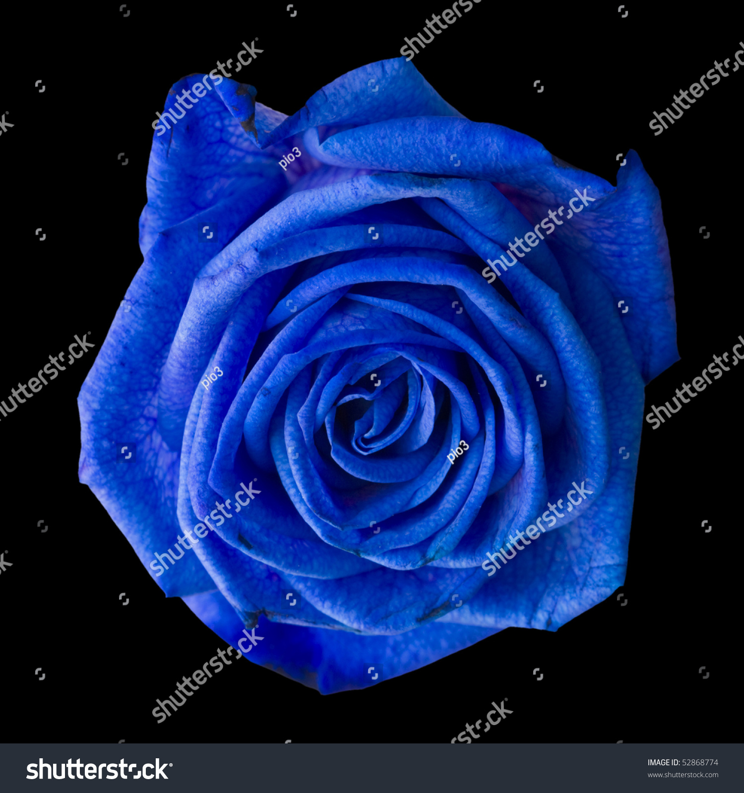Blue Rose. Black Background. Stock Photo 52868774 : Shutterstock