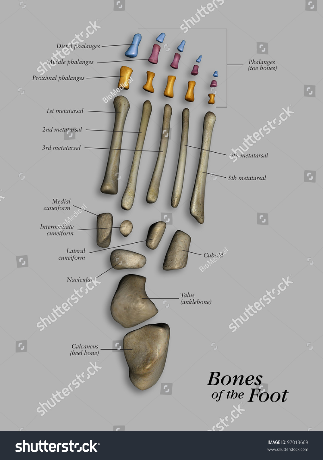 Bones Of The Foot, Labeled Stock Photo 97013669 : Shutterstock
