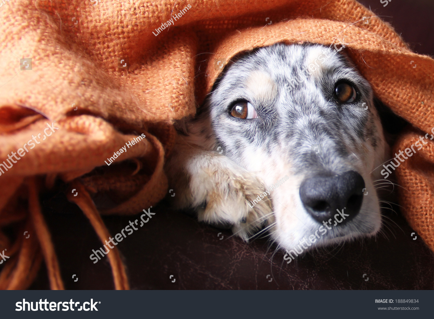 stock-photo-border-collie-australian-shepherd-dog-under-blanket-on-couch-looking-sad-hopeful-lonely-bored-188849834.jpg