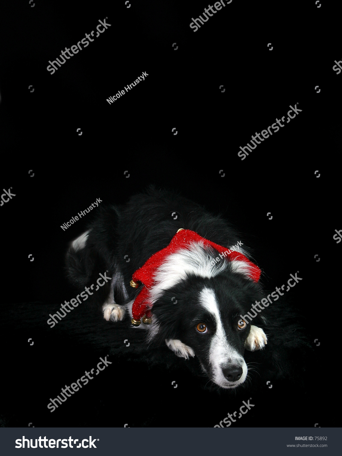 Border Collie Christmas Portrait Stock Photo 75892 : Shutterstock