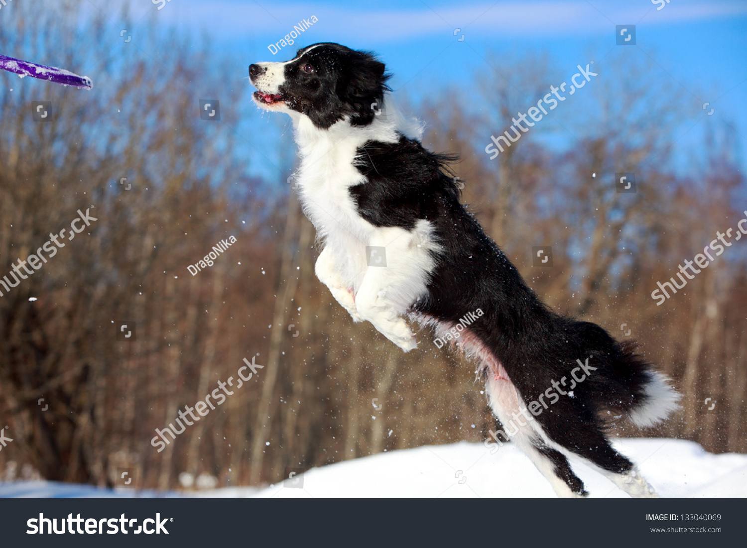 Border Collies Fun In Winter Stock Photo 133040069 : Shutterstock