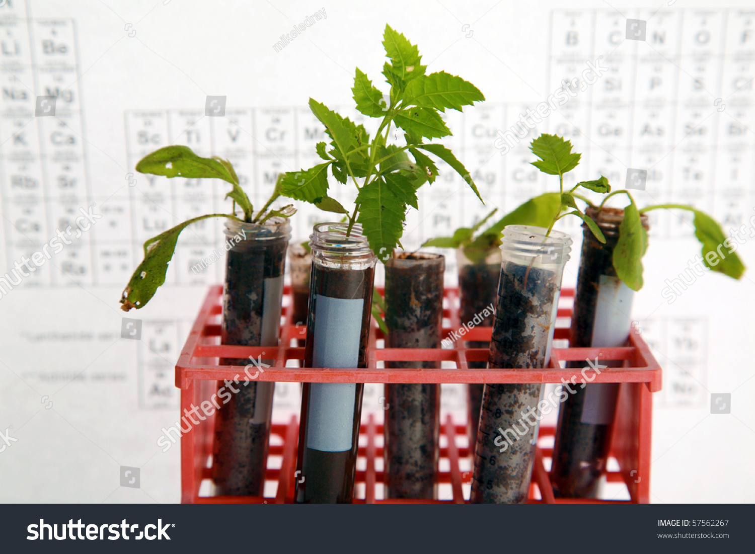 Botanical Research, Plants Growing In Test Tubes In A Research Laboratory Stock Photo 57562267