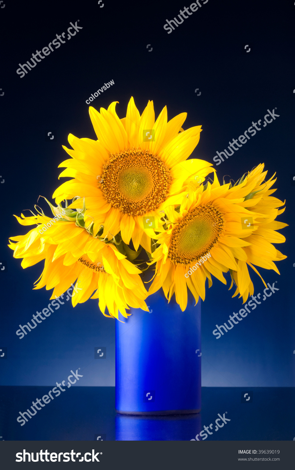 Bouquet Of Sunflowers In A Blue Vase Isolated Over A Blue Background 