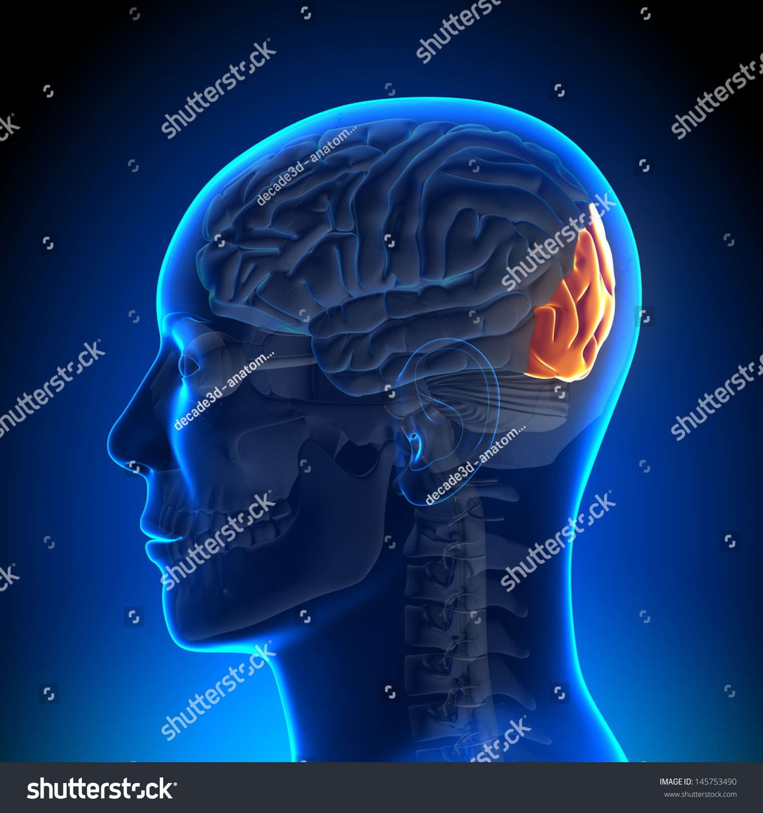 Brain Anatomy Occipital Lobe Stock Illustration 145753490 - Shutterstock