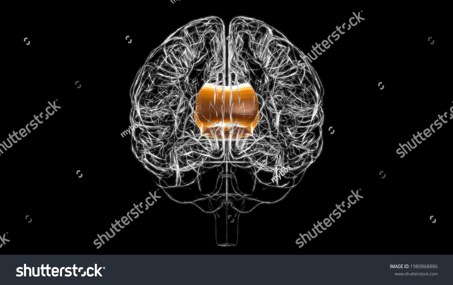 Brain Corpus Callosum Anatomy Medical Concept Stock Illustration