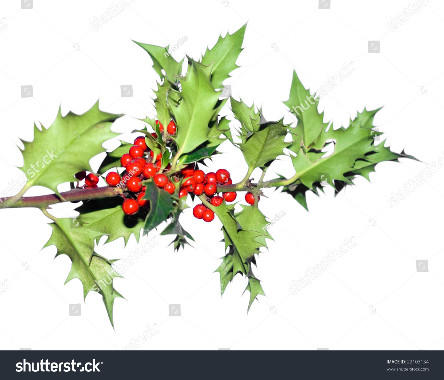 Branch Of Holly Tree Stock Photo 22103134 : Shutterstock