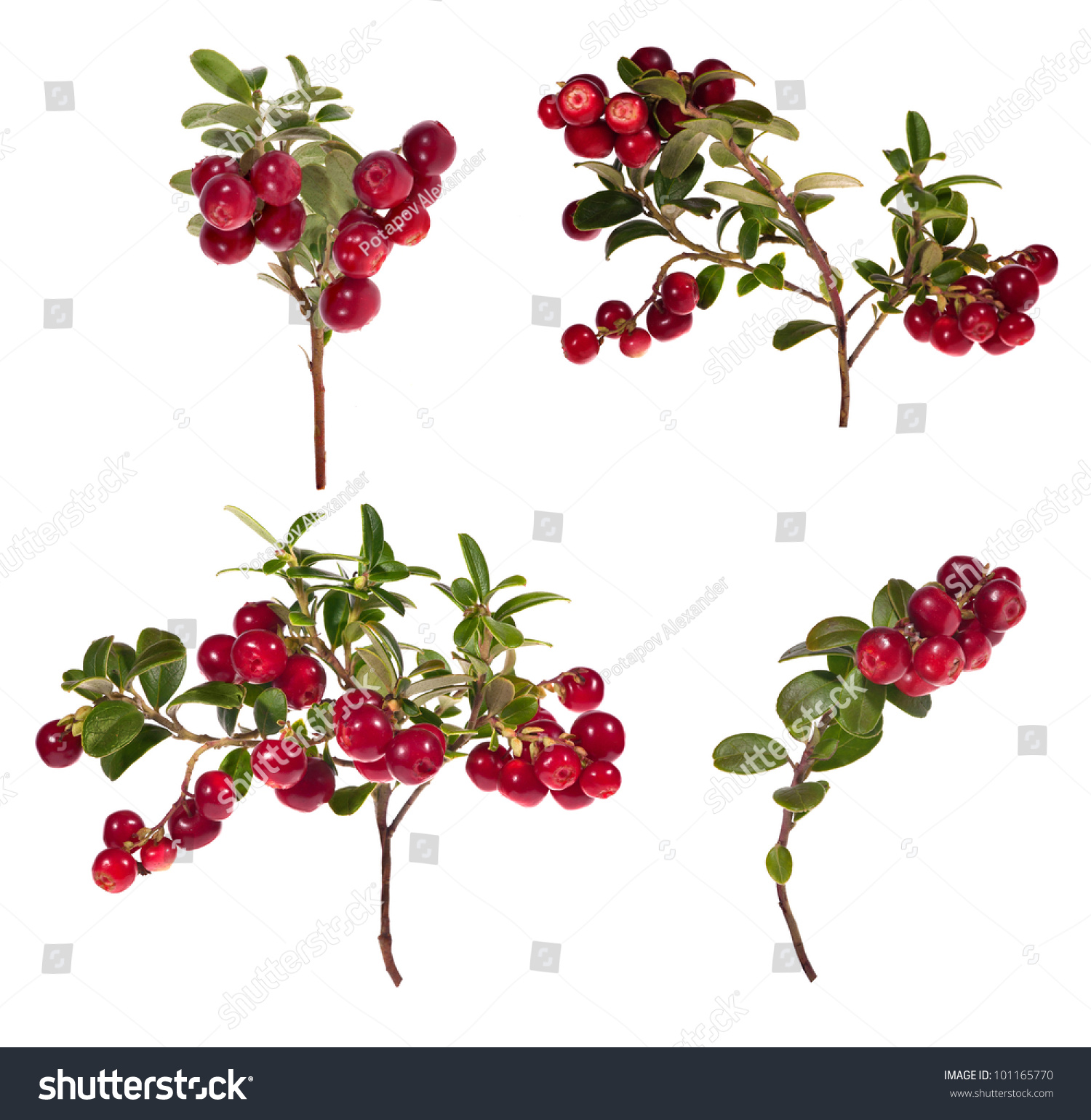 Branch Red Berries Collection Isolated On Stock Photo 101165770