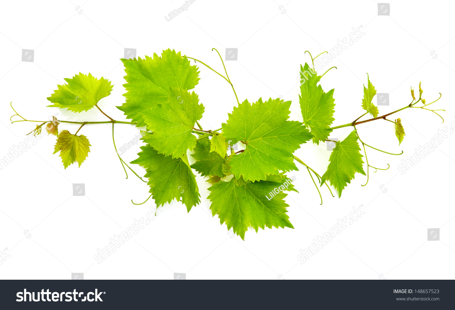 Branch Of Vine Leaves Isolated On White Background Stock Photo